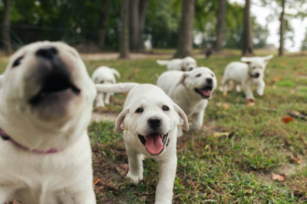 Happy Playful Puppies  - White Yellow Labrador - Back Yard Grass