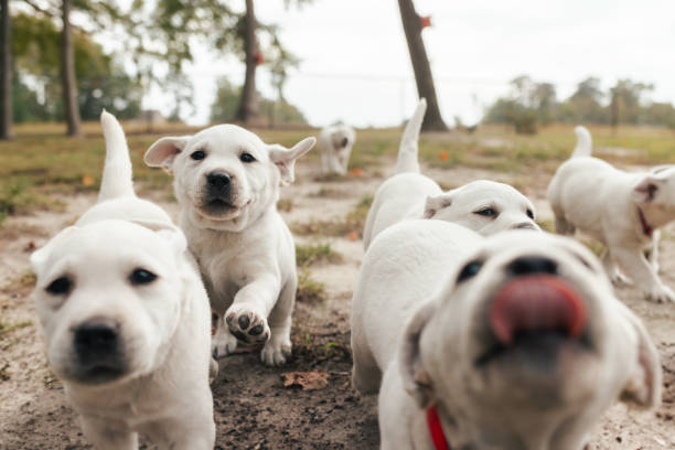 istock Happy Playful Puppies - White Yellow Labrador - Back Yard Grass 1901599393