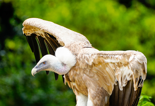a Vulture sits on an Elephant skull in southern Africa