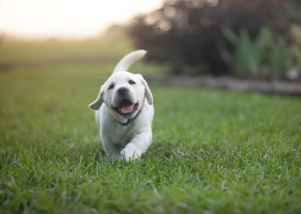幸せな遊び心のある子犬の肖像画 - ホワイトイエローラブラドール - 裏庭の草
