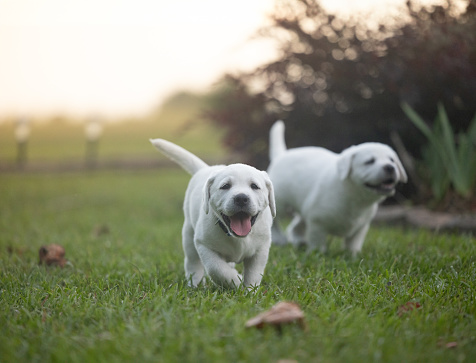 Fat White Labrador Dog Sit Outdoor. Spring Season