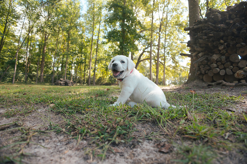 German Shorthaired Pointer dog on green grass