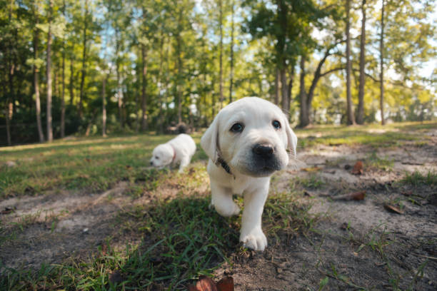 istock Playful Puppies - White Yellow Labrador - Back Yard 1901611393