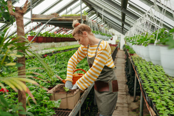 istock Young woman working in a nursery garden 1901621971