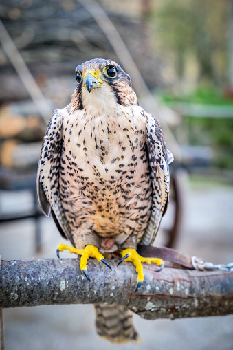 A beautiful specimen of Common Kestrel (Falco Tinnunculus), a small bird of prey very present in the countryside in northern and central Italy, a protected species much loved by bird and avifauna enthusiasts. Known in Italy by the name of Falchetto or Gheppio, it is one of the most widespread birds of prey in Europe and the Scandinavian countries, but it is also very common in America, Africa and Asia. Kestrel specimens trained in falconry are used in Italy to protect cultivated fields from raids by other bird species. Image in high definition quality.