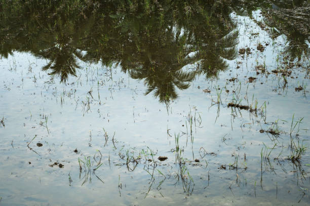 istock Planted rice field with reflection of palm trees. 1901639388