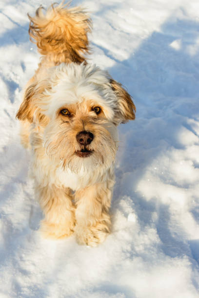 istock Maltipoo puppy walks on snow in winter 1901645747