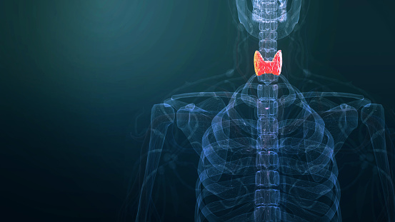 Human Thyroid Gland Anatomy,Endocrine System