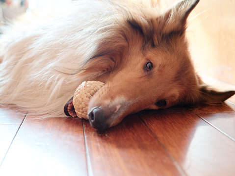 Portrait of cue rough collie dog lying on the ground with its toy in its mouth, pet lifestyle at home.