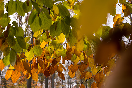 Autumn in the Beech Forest in Szczecin, Poland