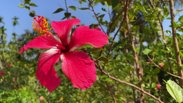 Red Hibiscus Flower