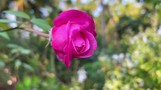 Red rose is beautiful in garden