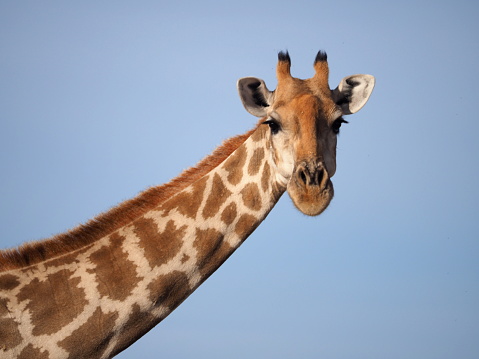 South African giraffe (Giraffa camelopardalis giraffa) in the wild in the Augrabies Fall National Park