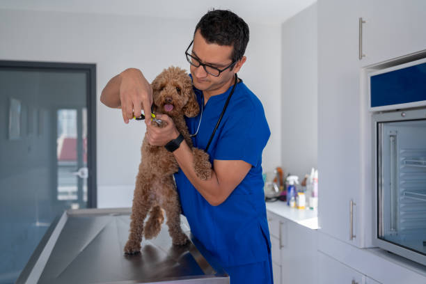 istock Dog Getting Her Nails Trimmed At Veterinary Clinic 1901724173