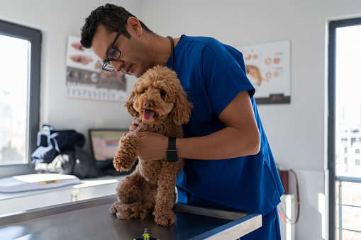 Male Veterinarian In Medical Scrubs Examining Dog At The Veterinary Clinic