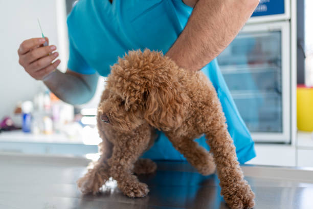 istock Poodle Getting Vaccine At Veterinary Clinic 1901730507