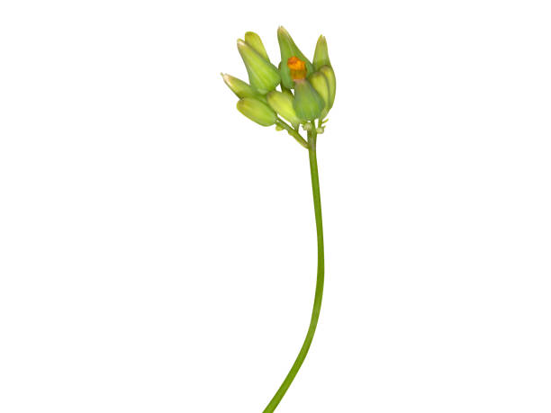 istock Youngia japonica or Japanese hawkweed 1901738964