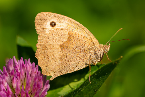 Close-up of the meadow brown (Maniola jurtina) - brown and orange butterfly with spot on a wing
