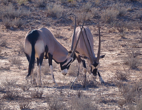 Gemsboks, or South African oryx (Oryx gazella) in Kgalagadi Transfrontier Park