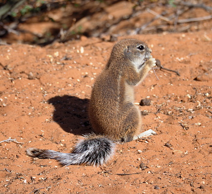 Cape ground squirrel or South African ground squirrel (Geosciurus inauris) in the Kgalagadi Transfrontier Park