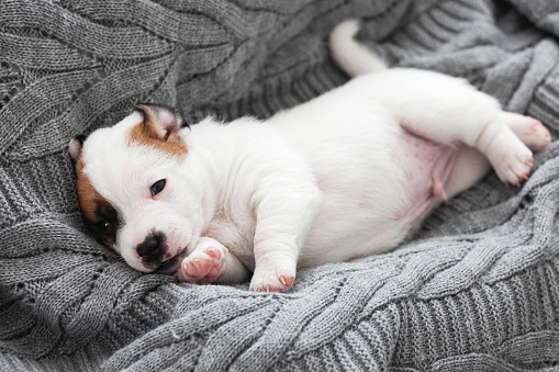 Newborn Puppy Jack Russel resting on cozy blanket at home. Little dog looking at camera