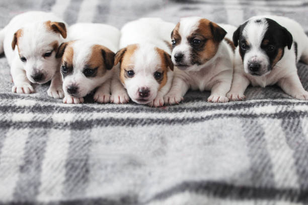 istock Group of Newborn Puppies lying on blanket 1901754205