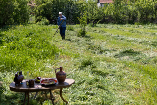 Male worker in green field scything tall grass