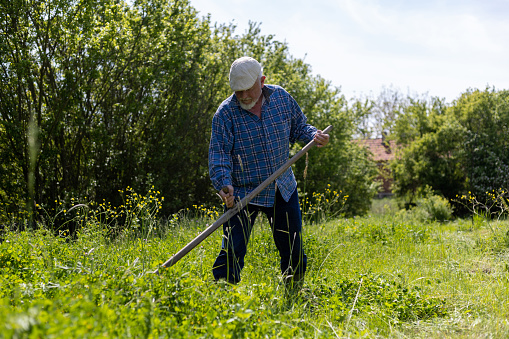 Male worker in green field scything tall grass.