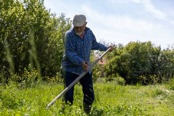 istock Male worker in green field scything tall grass. 1901765336