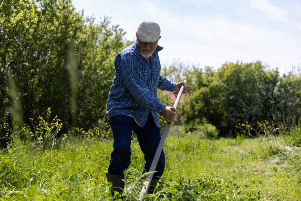 istock Male worker in green field scything tall grass. 1901765361
