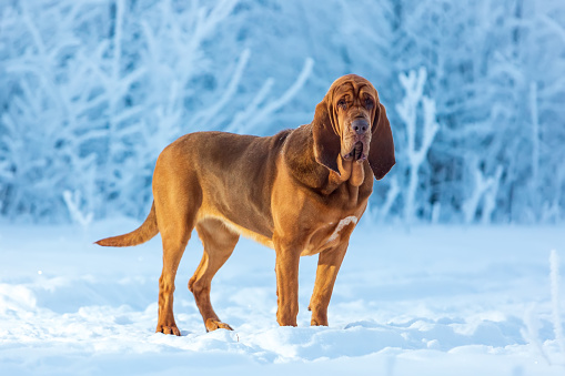 An adult bloodhound stands in the forest against a background of snow-covered trees