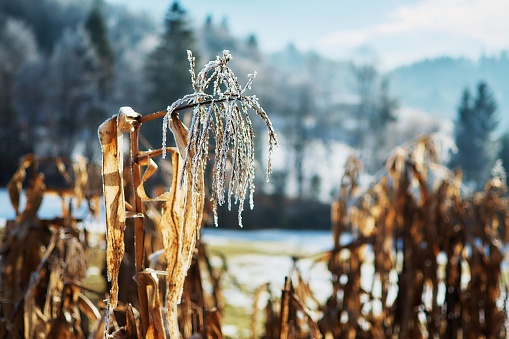 Corn covered with frost on the background of a winter forest
