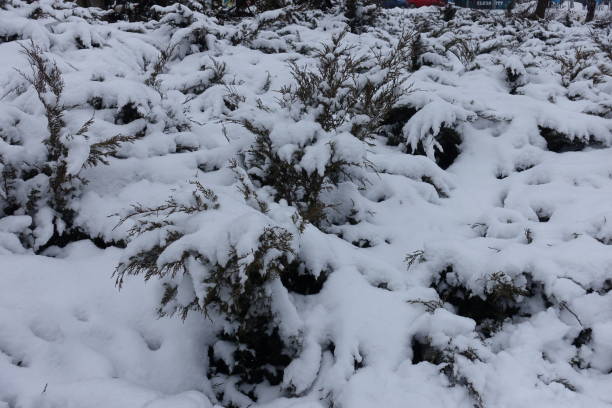 istock Tons of snow on shrubs of savin juniper in January 1901771934