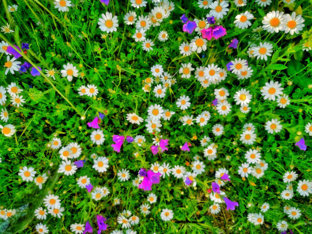 picture of nice white daisy on the grass stock photo