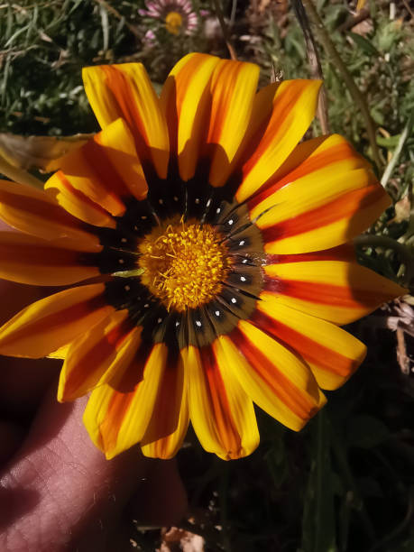 (Gazania rigens) pretty yellow flower stock photo