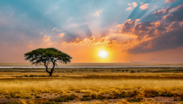 pojedyncza akacja na sawannie o zachodzie słońca, samotność na dziko, sucha trawa na pierwszym planie - dry landscape panoramic grass zdjęcia i obrazy z banku zdjęć