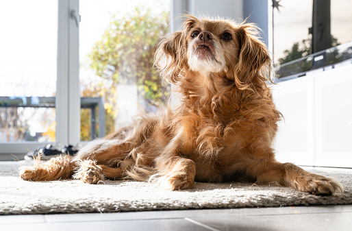 A brown Spaniel mongrel dog lies  on a white carpet in a living room and looks up