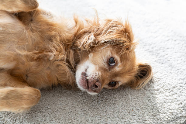 istock A brown Spaniel mongrel dog lies on its back on a white carpet and looks into the camera 1901795003