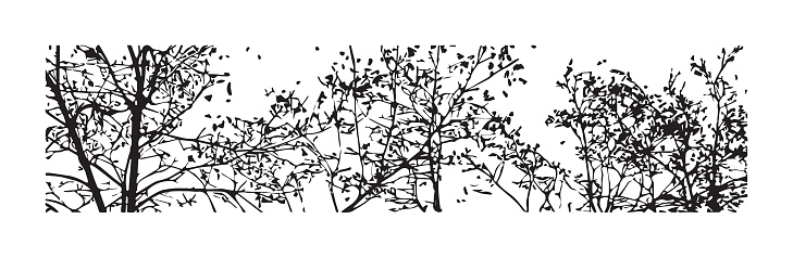 Trees and branches against a white background.
