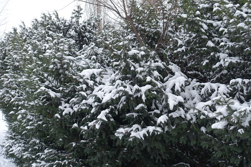 Foliage of common yew covered with snow in January
