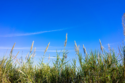 Graceful Phragmites australis against a serene Alentejo sky, a symbol of natural beauty and tranquility.