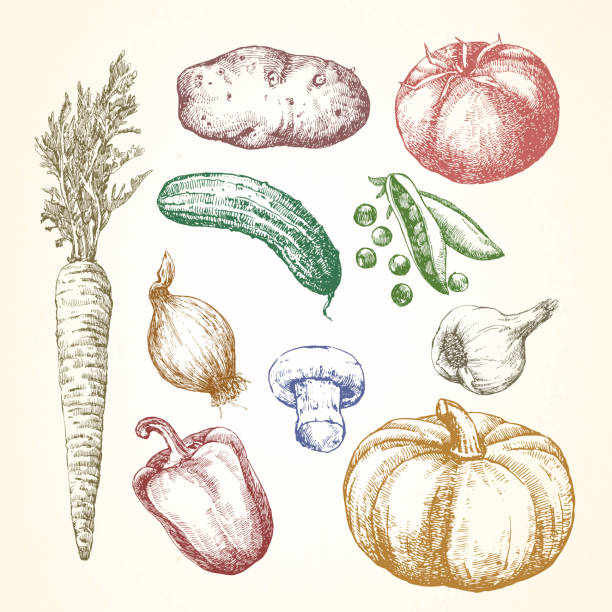 Hand-drawn illustration. Vector