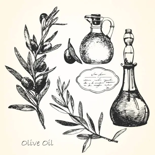 Vector illustration of Hand-drawn illustration of Olive Oil. Vector