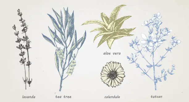 Vector illustration of Hand-drawn illustration of medical herbs and plants. Vector