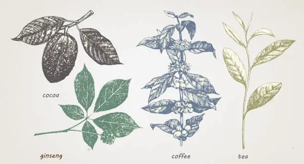 Vector illustration of Hand-drawn set of plants: cocao, tea, coffe and ginseng. Vector