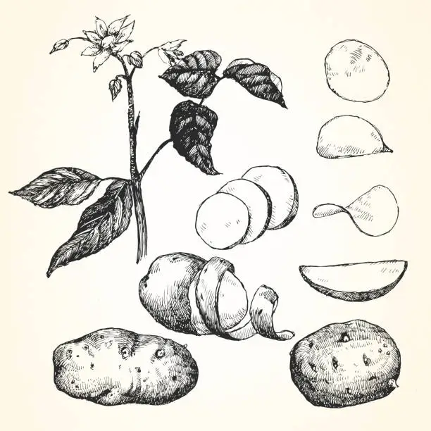 Vector illustration of Hand-drawn illustration of Potato, vector