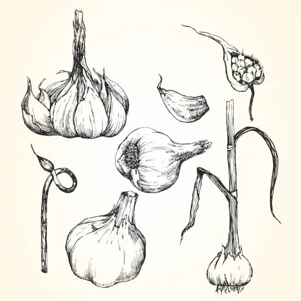 Vector illustration of Hand-drawn illustration of Garlic, vector