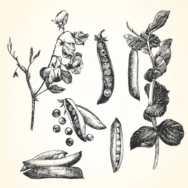 Vector illustration of Hand-drawn illustration of Green Pea, vector