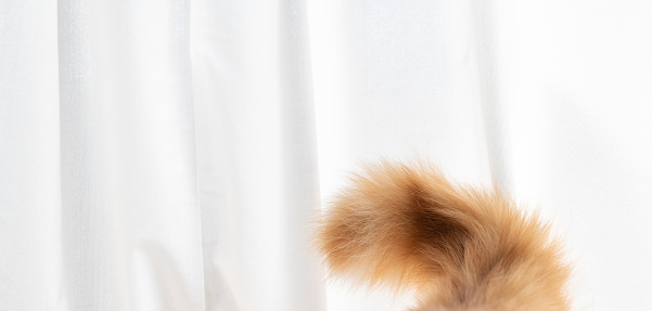 fluffy cat tail