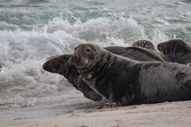 istock Seals off the Isles of Scilly, UK 1901837162